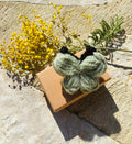 Broche Papillon Vert D'eau